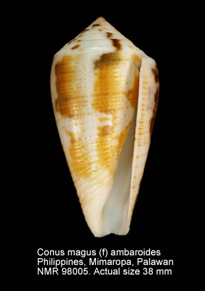 Conus magus (f) ambaroides.jpg - Conus magus (f) ambaroides Shikama,1977